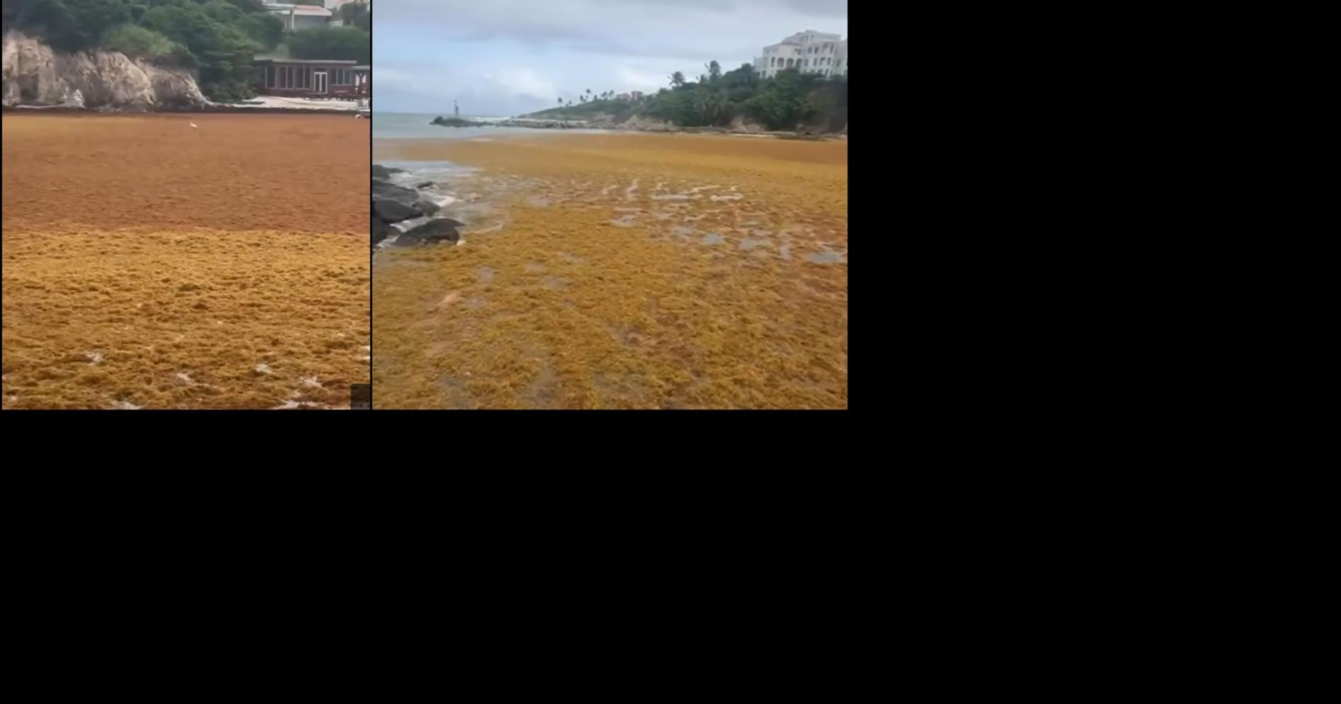Cantidades históricas de sargazo afectan municipios costeros de Puerto Rico