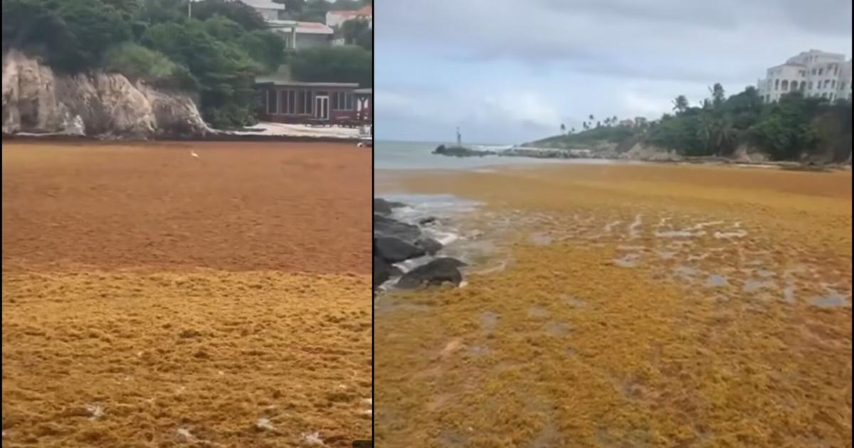 Cantidades históricas de sargazo afectan municipios costeros de Puerto Rico