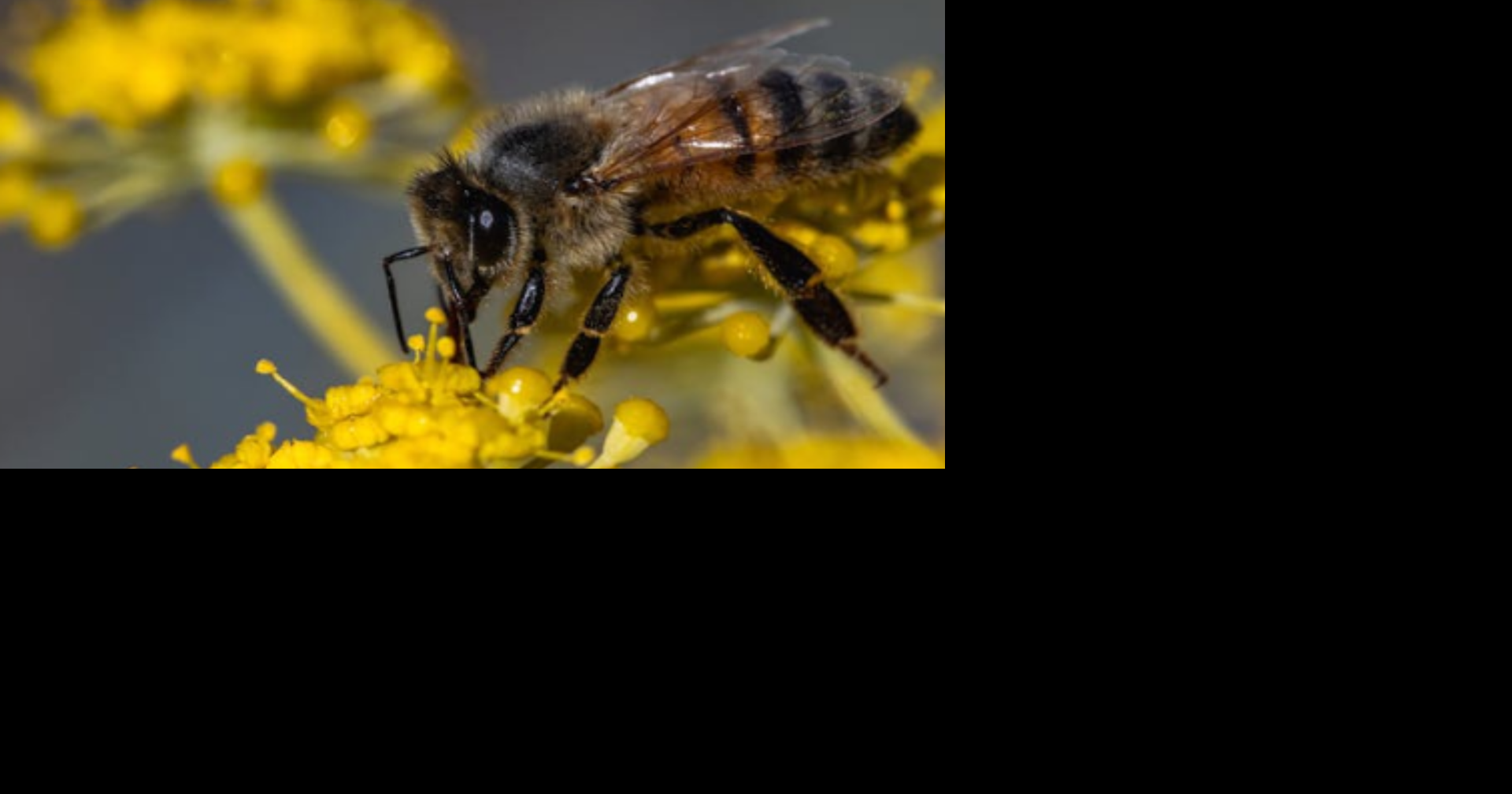 Identifican a hombre que murió tras ser atacado por enjambre de abejas en Toa Alta