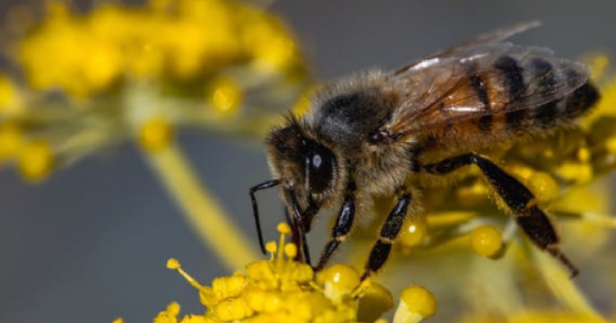 Identifican a hombre que murió tras ser atacado por enjambre de abejas en Toa Alta