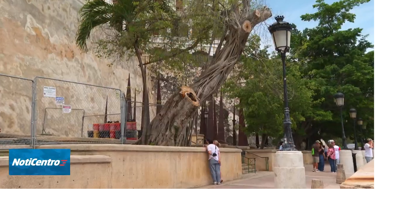 Secretario del DTOP defiende proyecto de tala de árboles en el Viejo San Juan