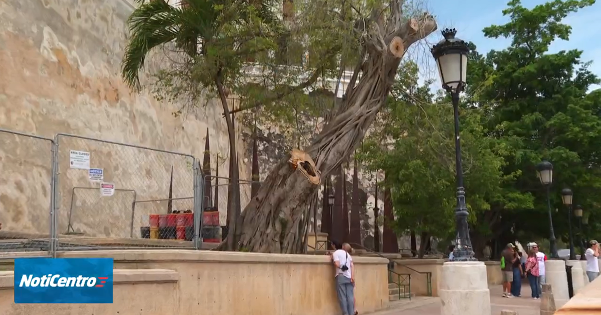 Secretario del DTOP defiende proyecto de tala de árboles en el Viejo San Juan