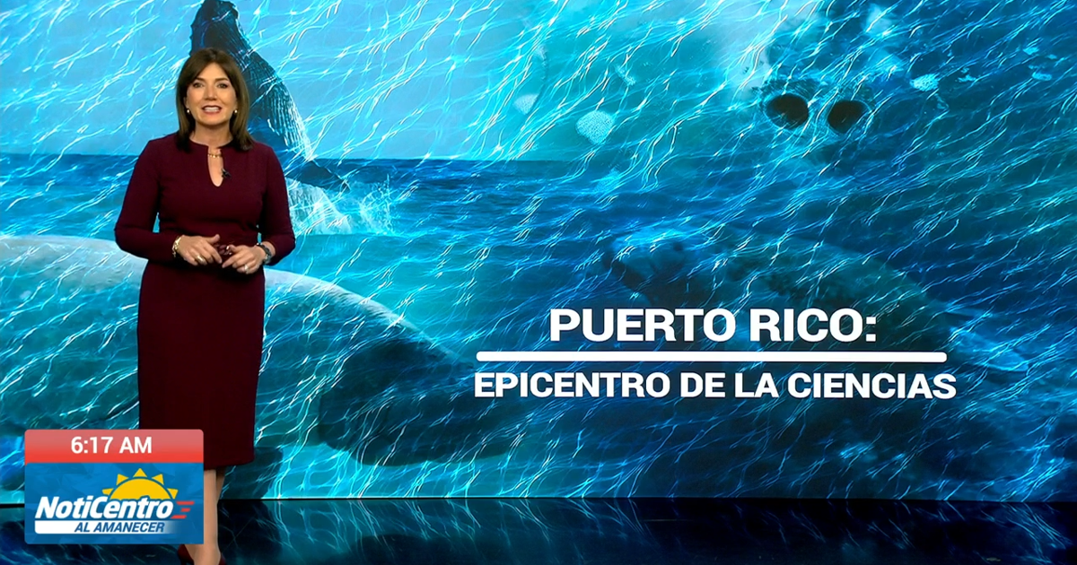 Puerto Rico acogerá conferencia mundial sobre biología de mamíferos marinos en 2026