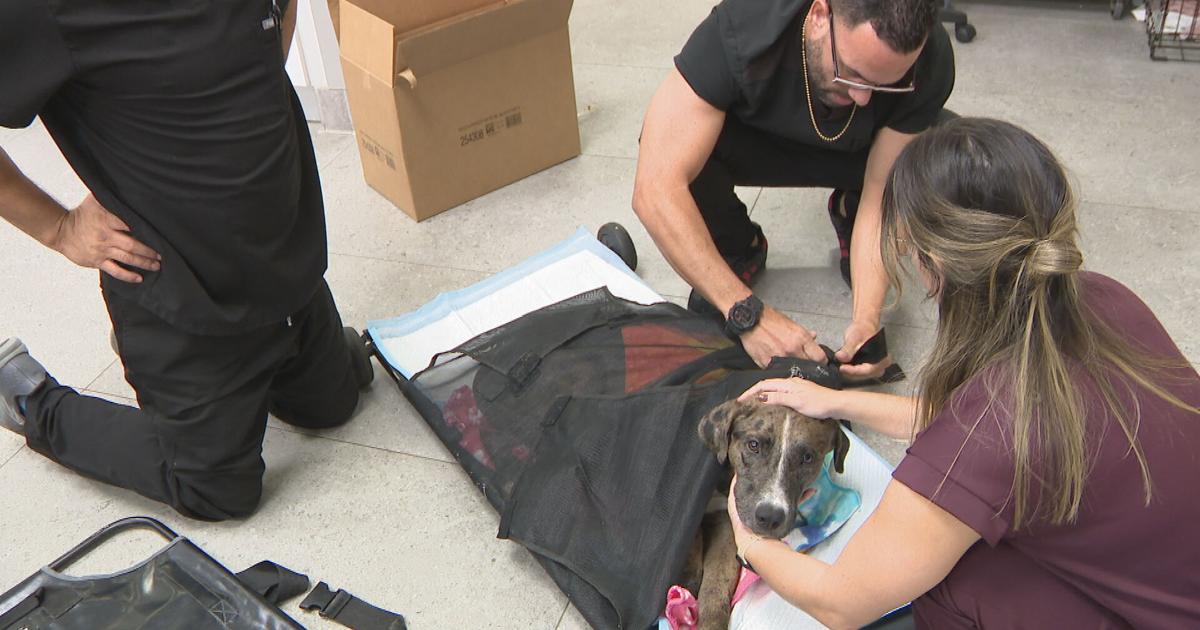 Realizan CT scan a Bolt, perrito herido de bala durante asesinato en Quebradillas