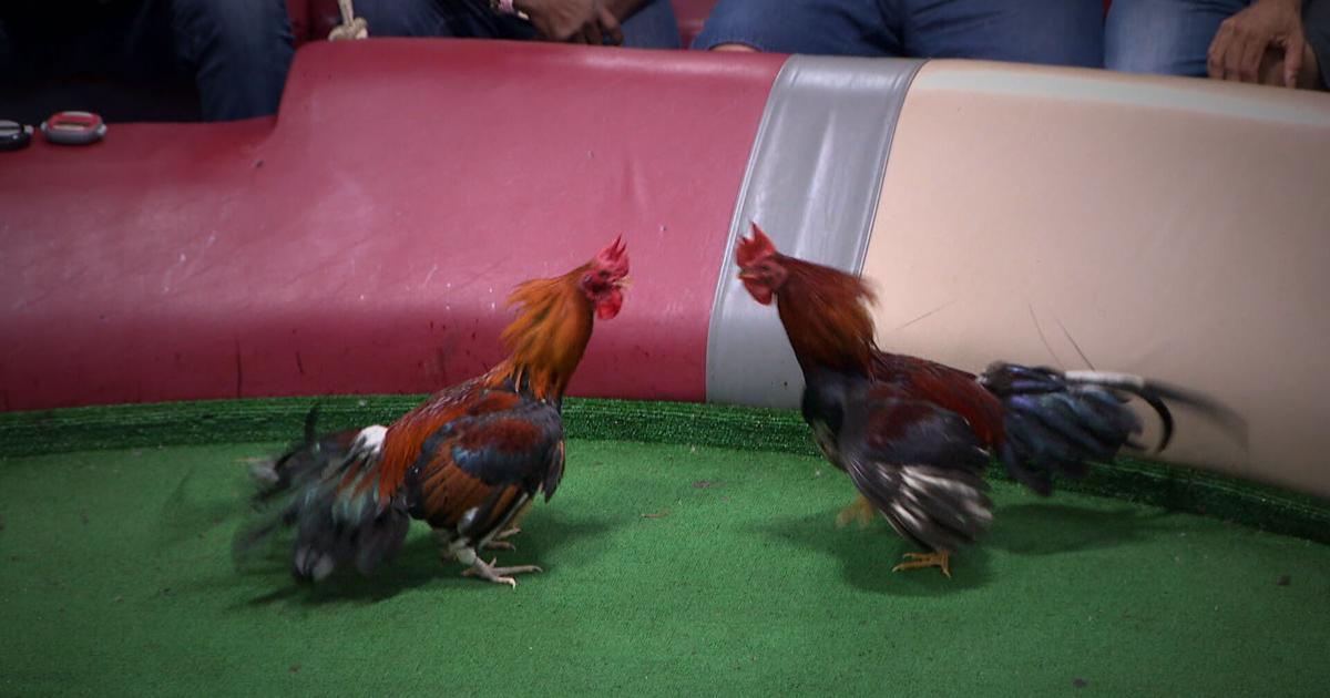 Delegados buscan devolver a Puerto Rico la decisión sobre las peleas de gallo