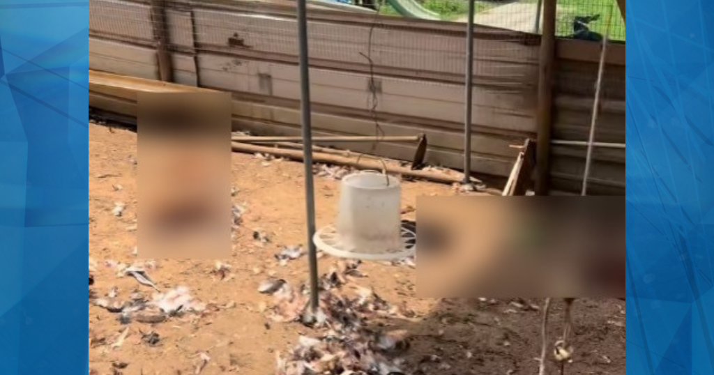 Avicultor de Hatillo pierde 400 gallinas ponedoras en ataque de presuntos perros realengos