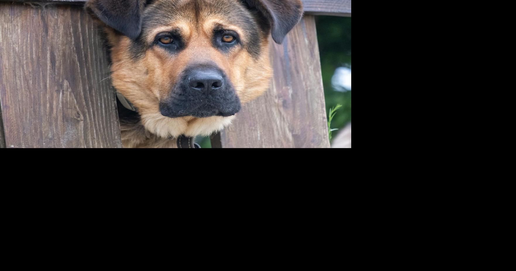 De verja en verja: ¿Quién responde por daños causados por las mascotas?