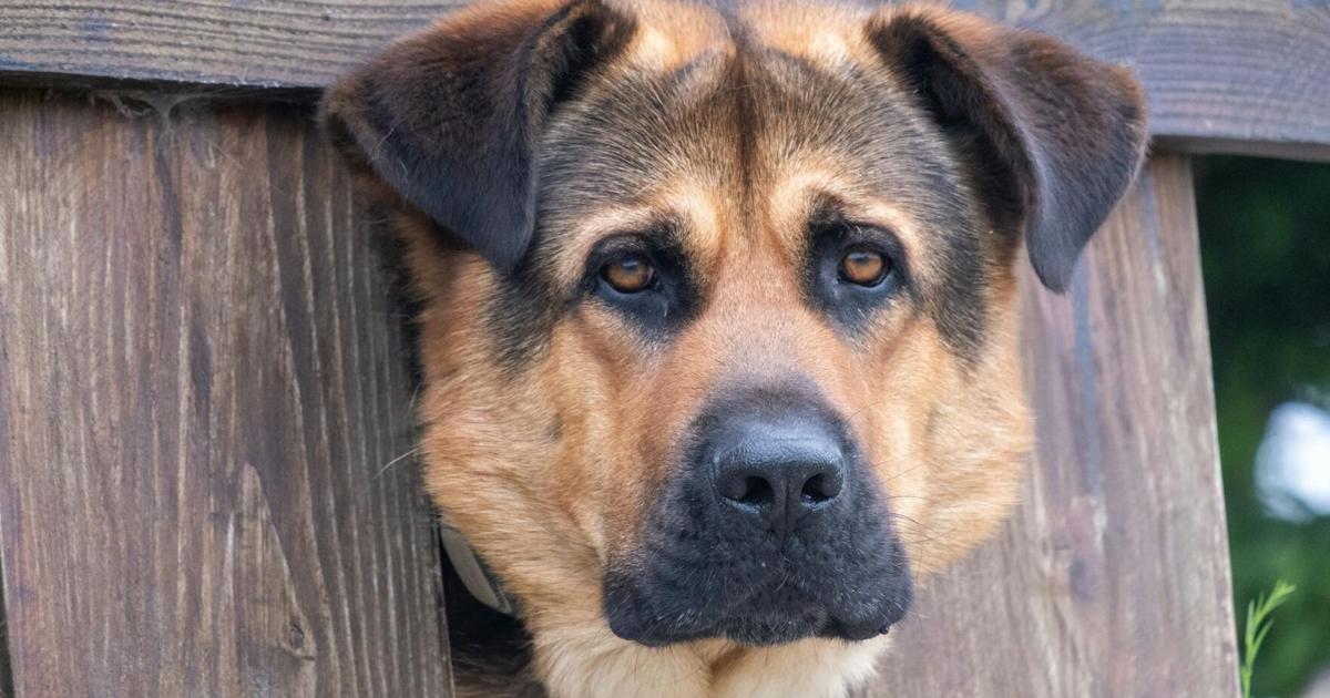 De verja en verja: ¿Quién responde por daños causados por las mascotas?