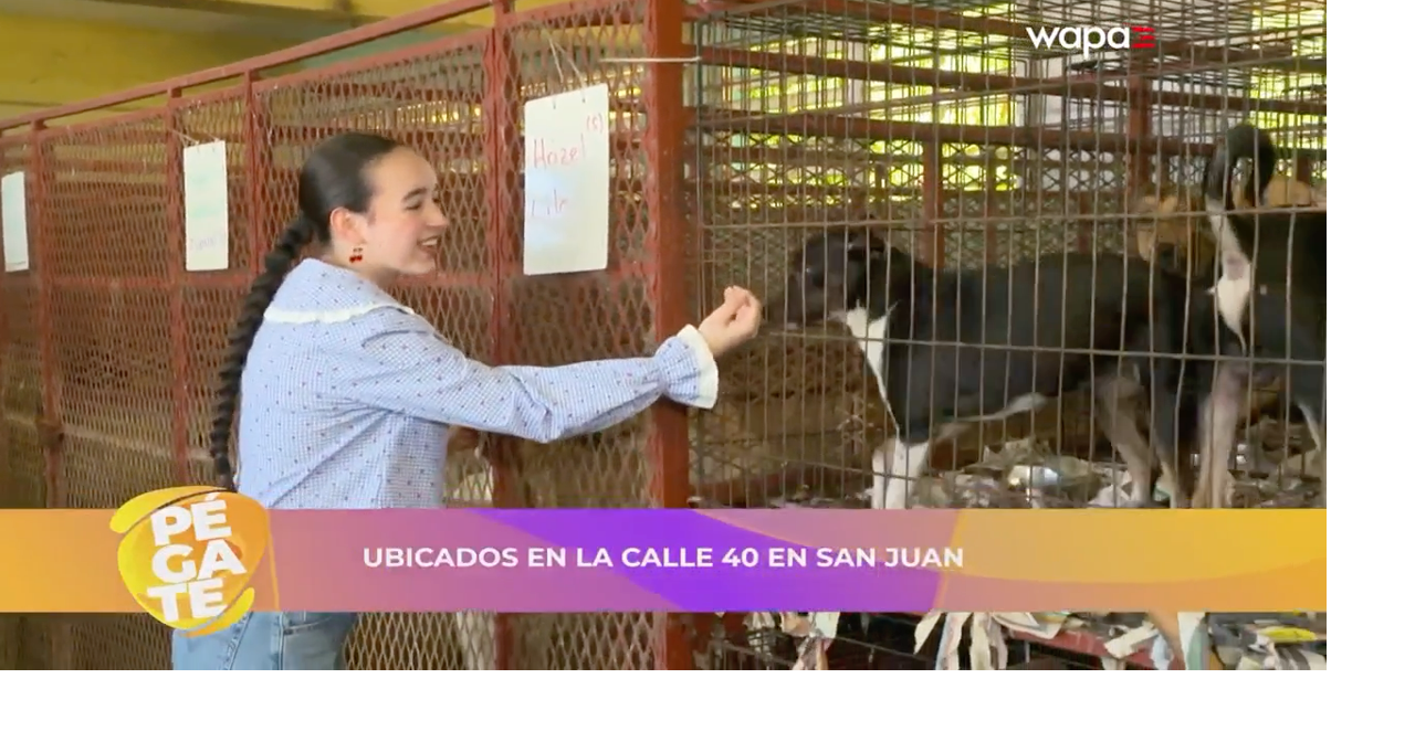 Save a Sato: 30 años rescatando vidas y combatiendo el abandono animal