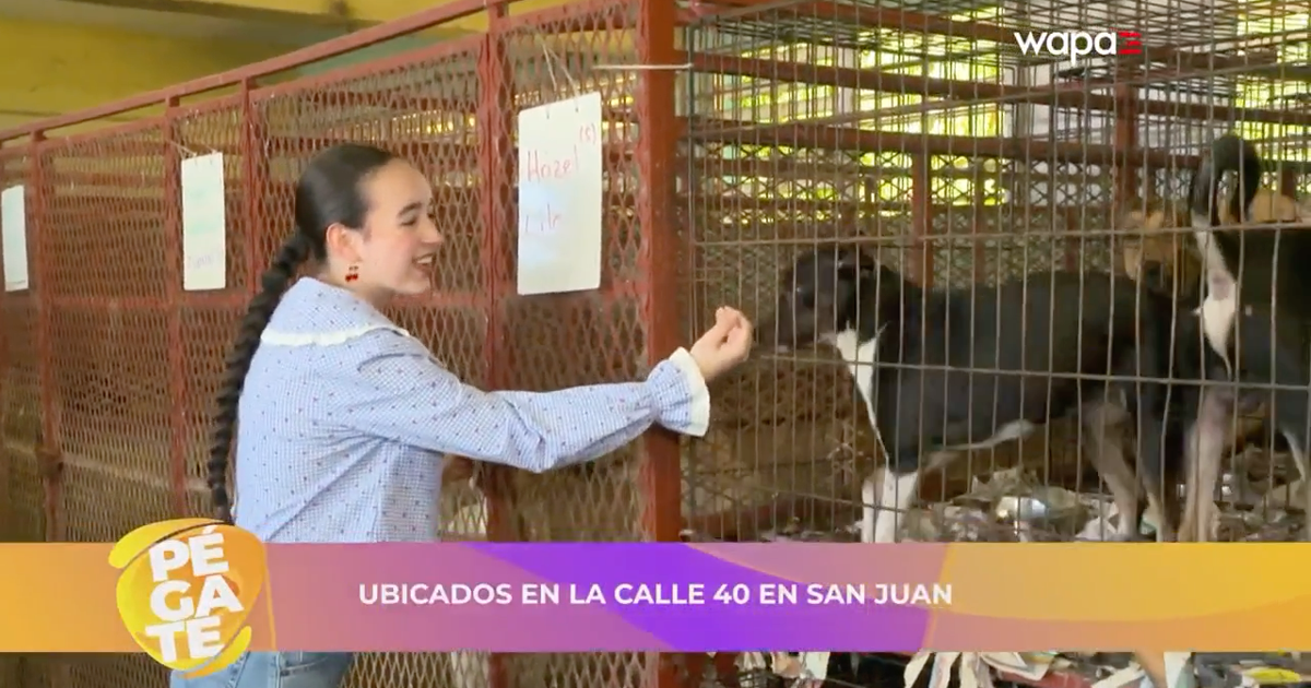 Save a Sato: 30 años rescatando vidas y combatiendo el abandono animal