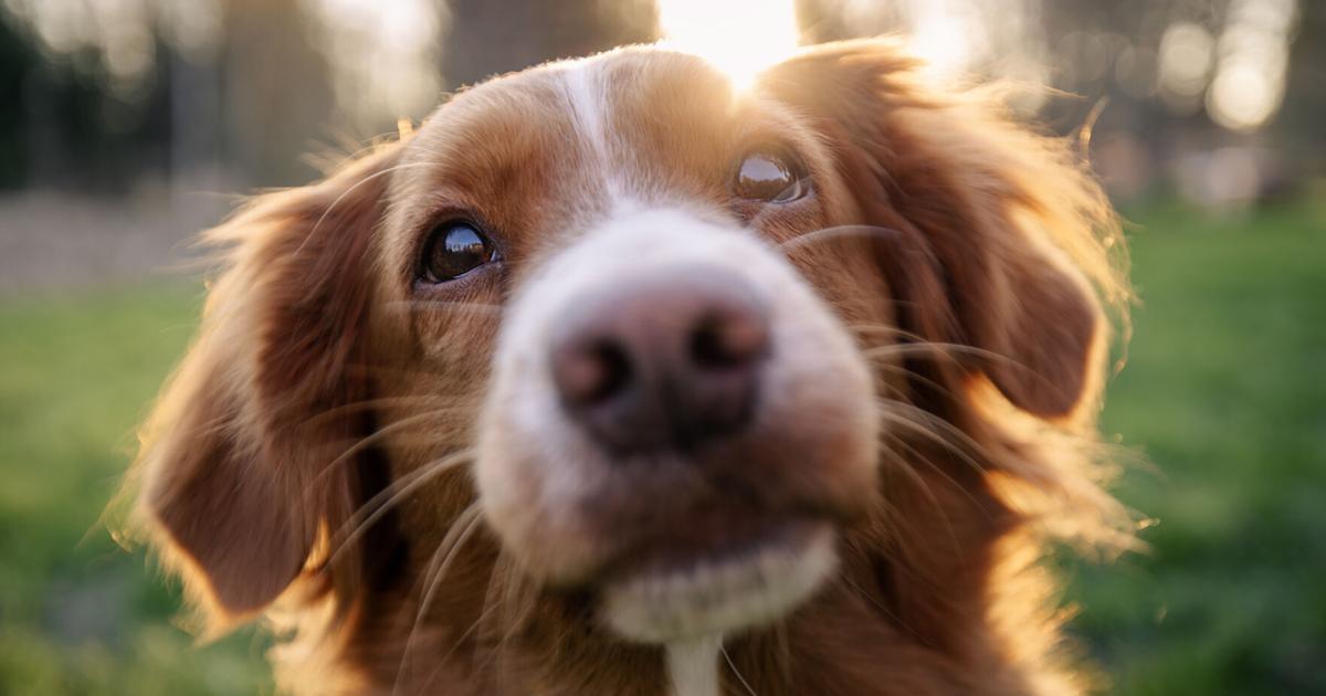 Veterinaria advierte sobre cómo proteger a las mascotas durante la sequía y altas temperaturas