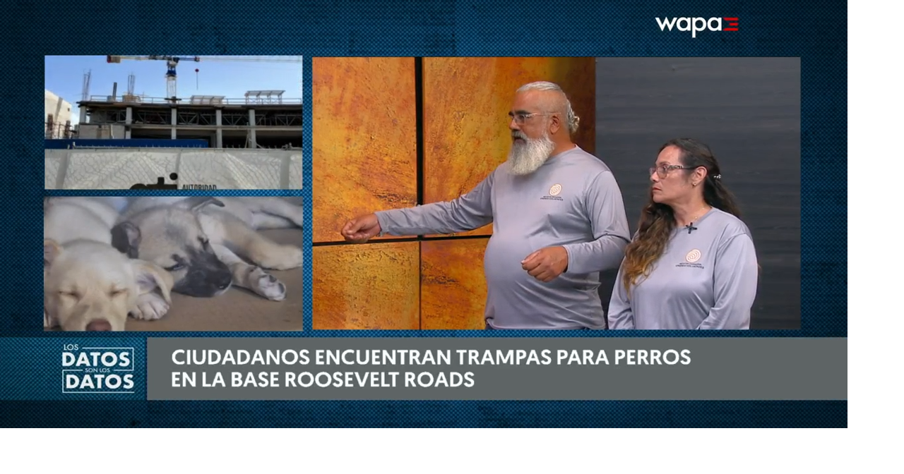 Denuncian desaparición de perros en zona de la base Roosevelt Roads en Ceiba