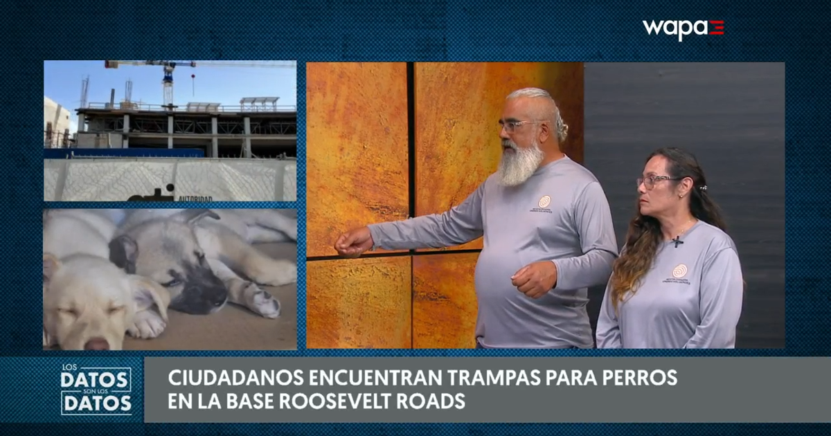 Denuncian desaparición de perros en zona de la base Roosevelt Roads en Ceiba