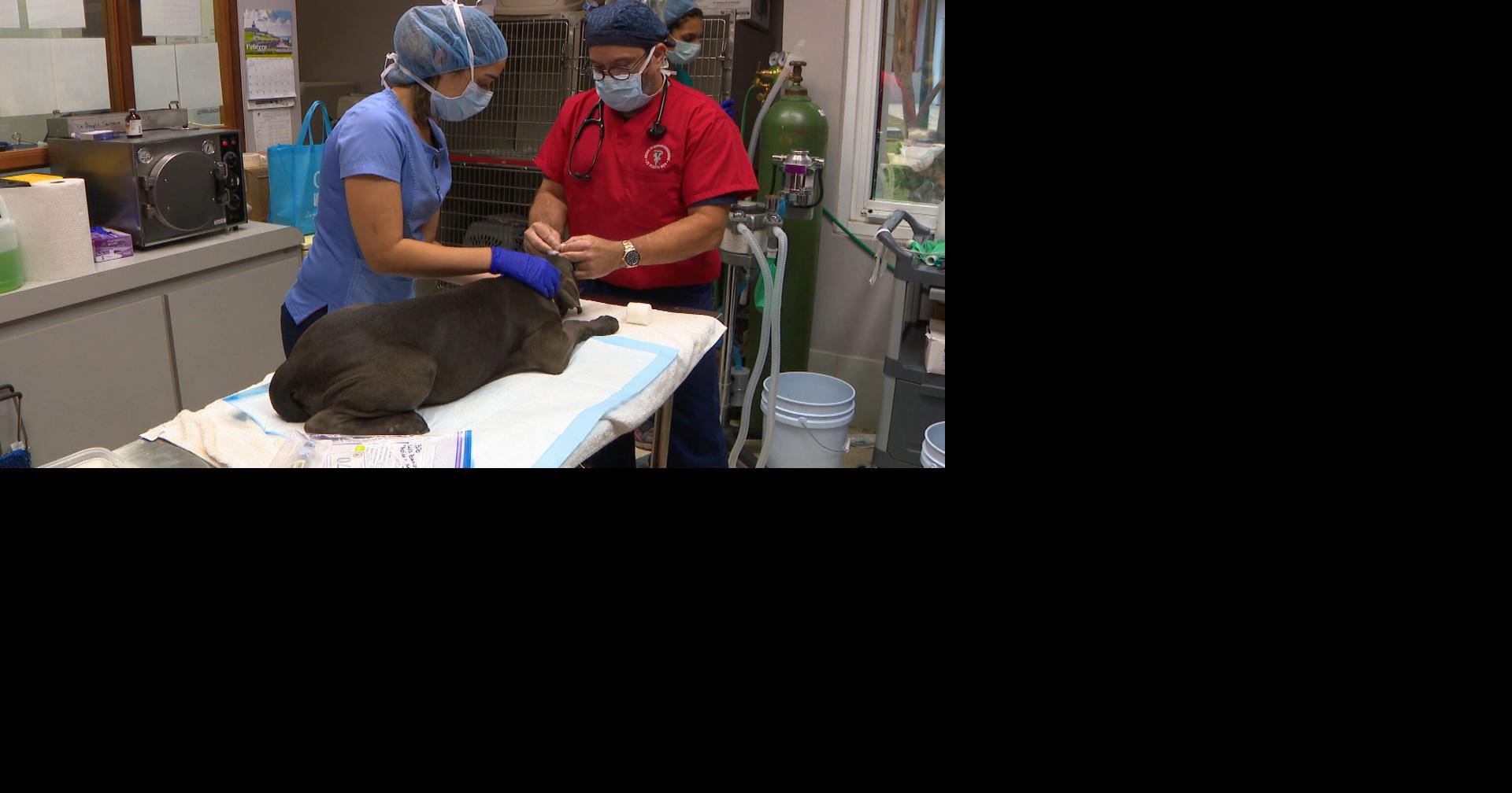 Humane Society llama a reclutar veterinarios ante escasez de personal en Puerto Rico