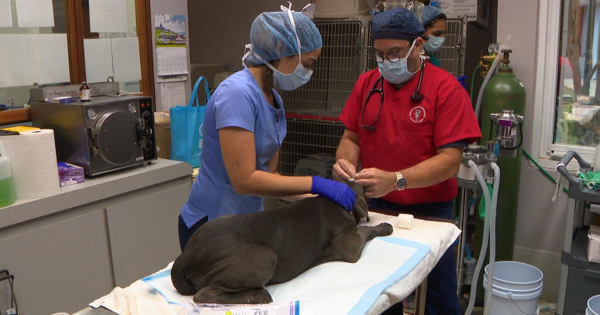 Humane Society llama a reclutar veterinarios ante escasez de personal en Puerto Rico