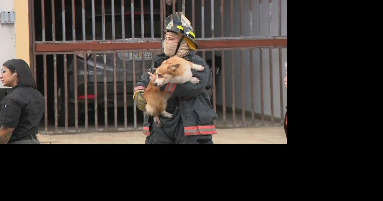 Controlan incendio en clínica veterinaria en San Juan