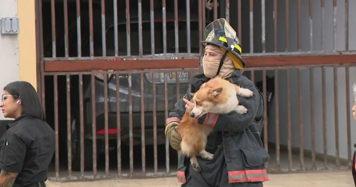 Controlan incendio en clínica veterinaria en San Juan