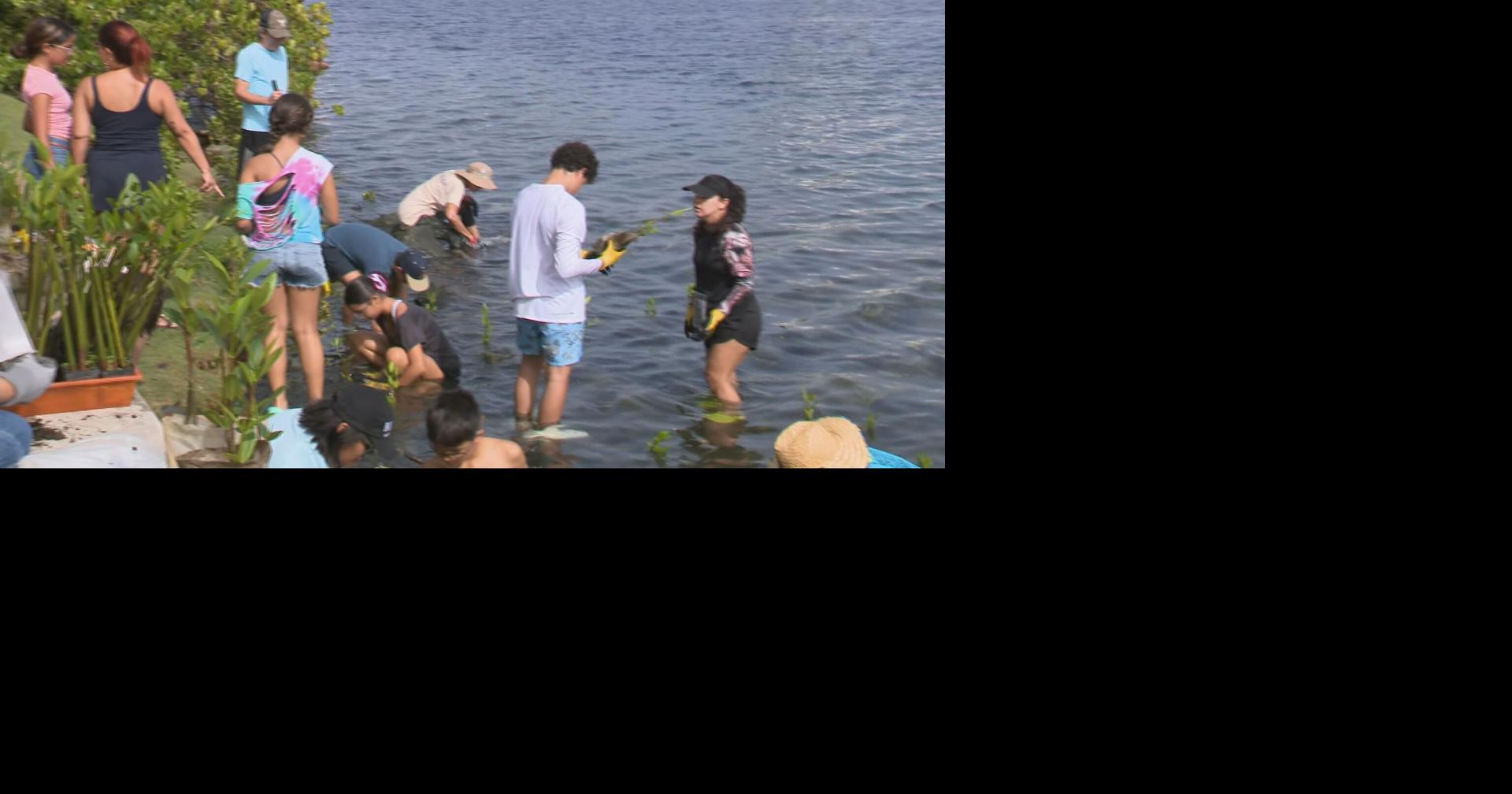 Estuario de la Bahía de San Juan invita a siembra de mangle en Laguna del Condado