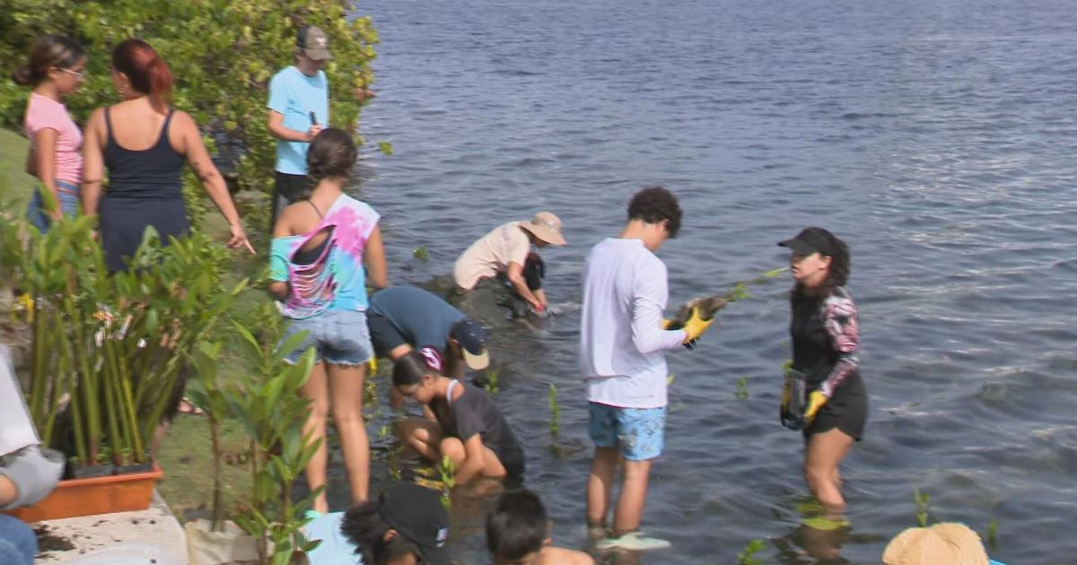 Estuario de la Bahía de San Juan invita a siembra de mangle en Laguna del Condado