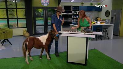 Atlas Ilustrado De Los Caballos Y Ponys : Laban, Brian, Susaeta, Equipo