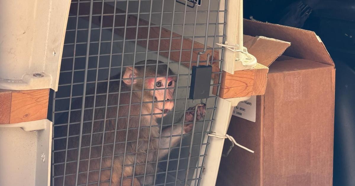 Ocupan a la mona “Micaela” en una residencia en San Lorenzo