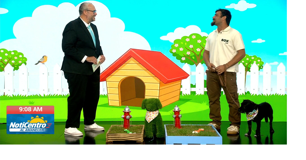 Empresario boricua crea Box Pee, un baño de grama natural para mascotas en el hogar