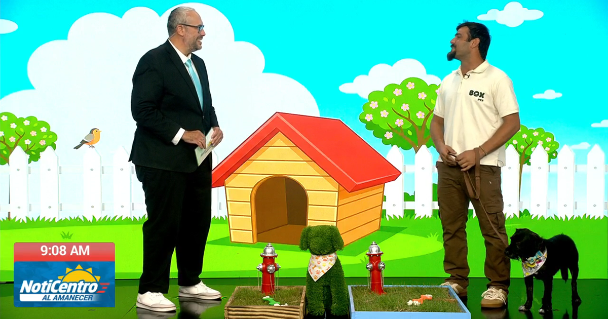 Empresario boricua crea Box Pee, un baño de grama natural para mascotas en el hogar