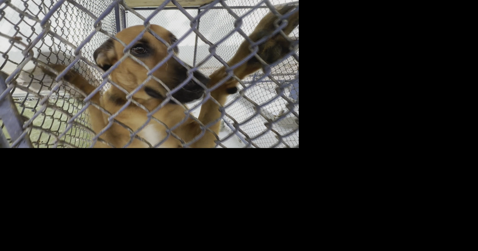 Más de 130 animales esperan hogar en el albergue de San Juan; meteorólogo adopta un gatito