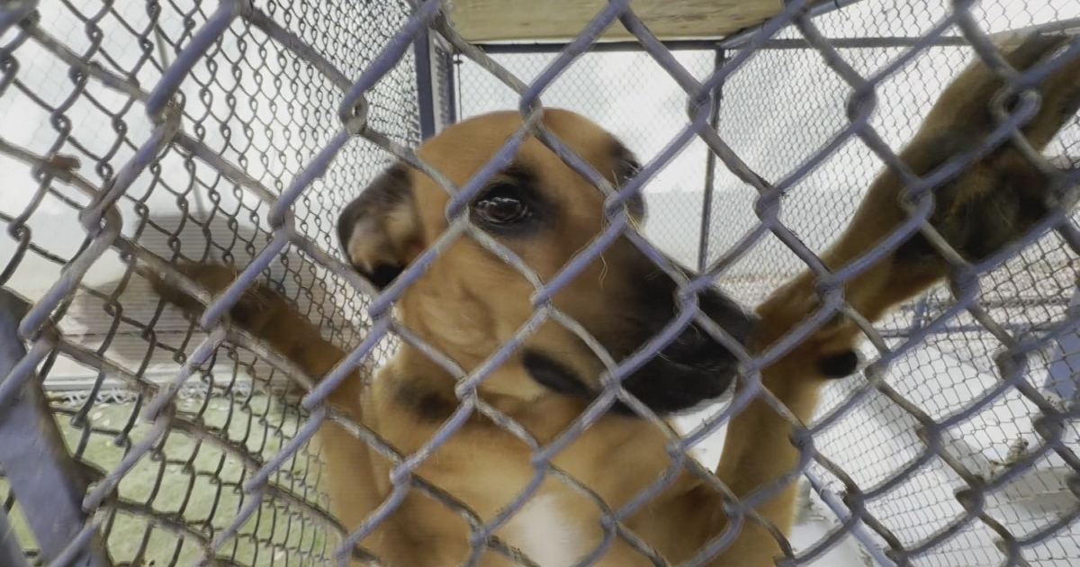 Más de 130 animales esperan hogar en el albergue de San Juan; meteorólogo adopta un gatito
