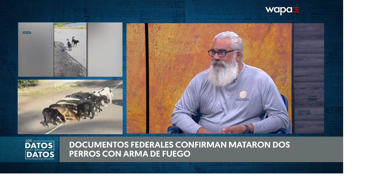 Documentos federales confirman muerte de perros a tiros cerca de Roosevelt Roads en Ceiba