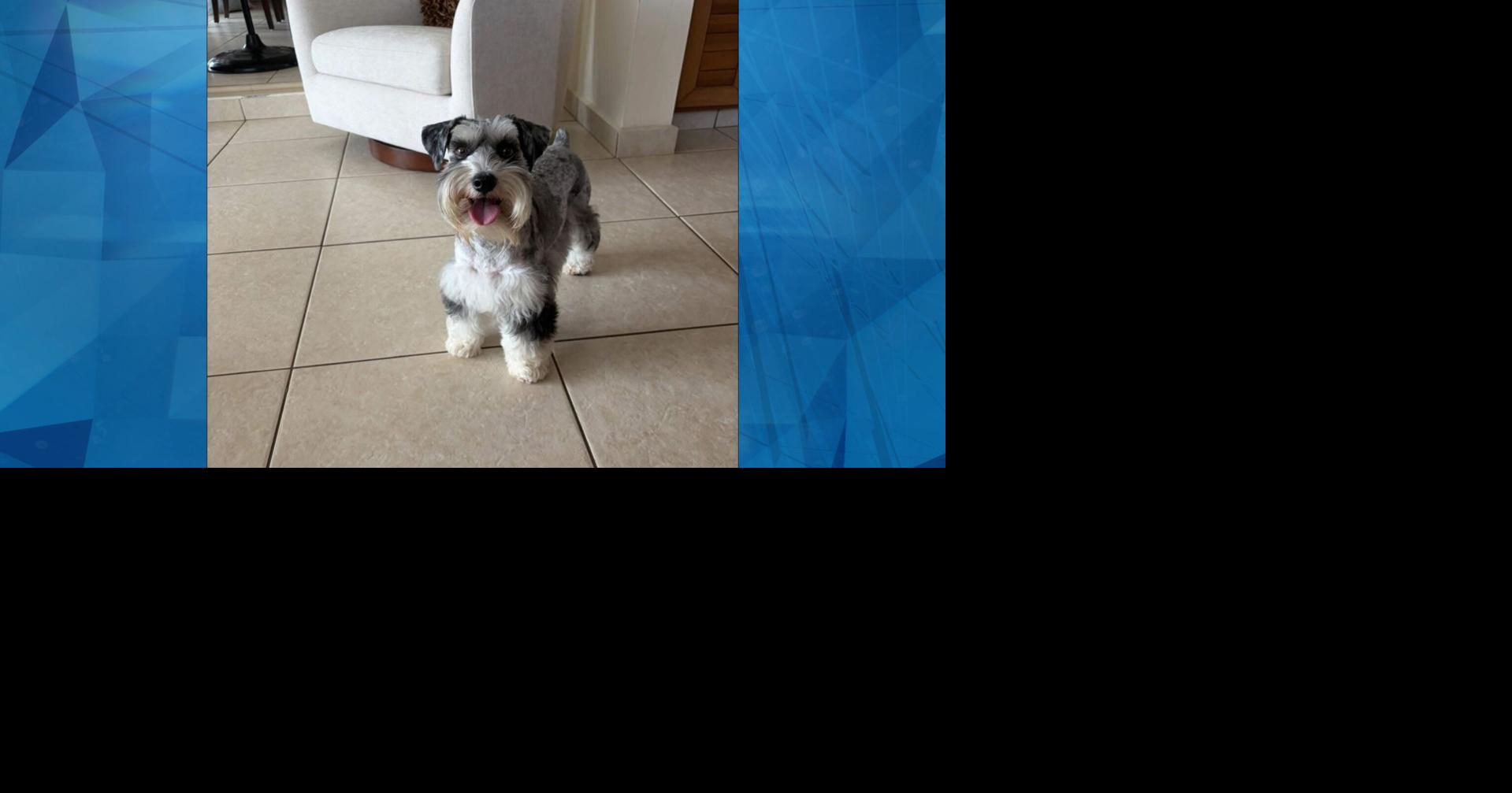Buscan dar con perrita que fue robada de hogar en Guaynabo