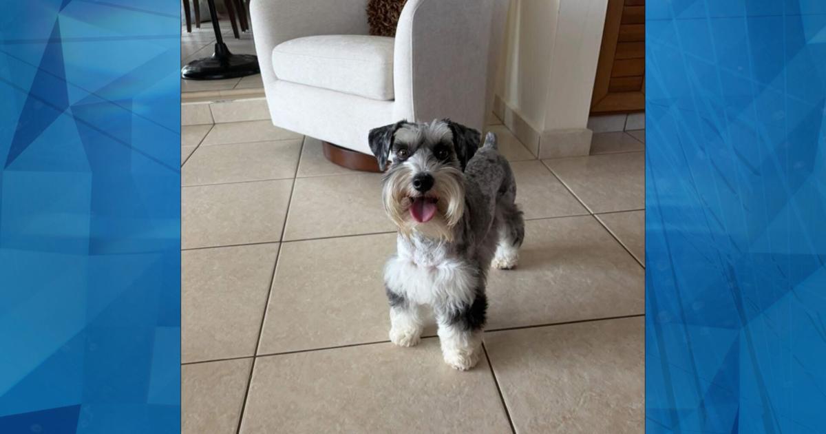 Buscan dar con perrita que fue robada de hogar en Guaynabo