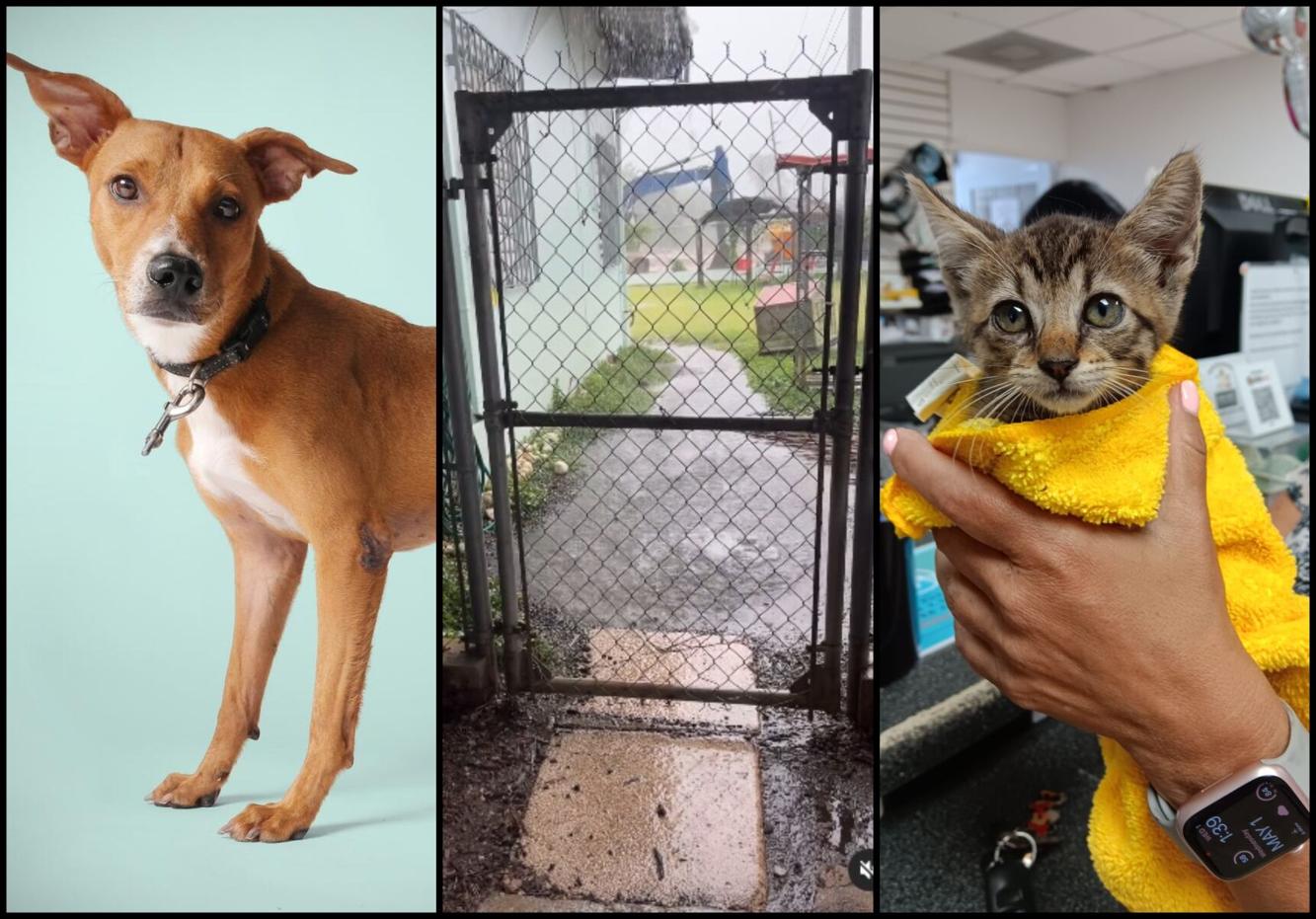 Animales Rescatados Animales rescatados en Guaynabo necesitan albergue temporero por ...