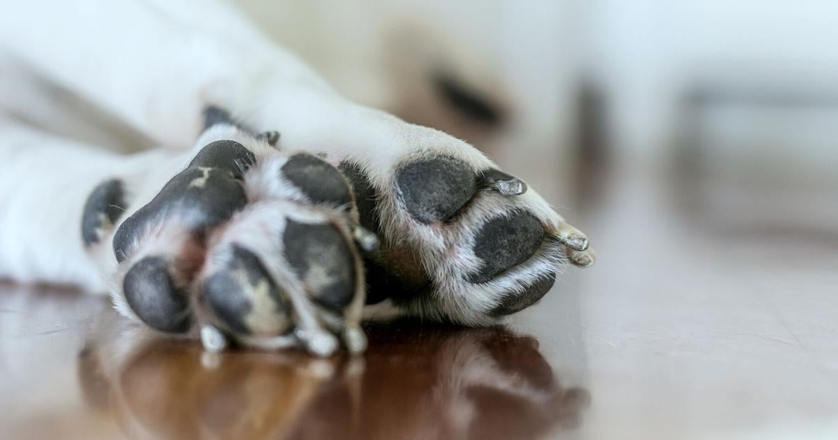 Radicarán cargos contra hombre que habría matado a golpes a un perro en Arecibo