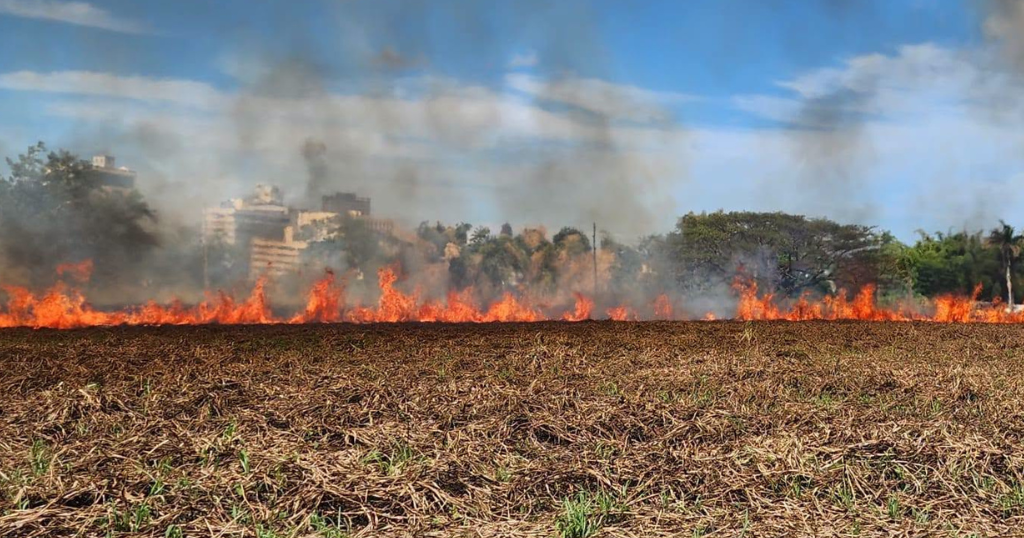 Segundo incendio forestal en 3 semanas afecta el Jardín Botánico de la UPR en Río Piedras
