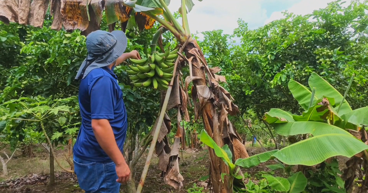 Joven agrónomo de Caguas lleva productos locales directo a los consumidores con "De mi tierra a mi pueblo"