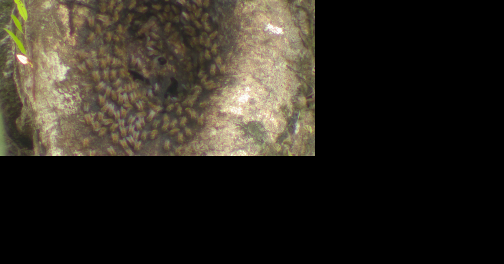 Ciudadano de Carolina vive atemorizado por colonia de abejas que lo ha atacado dos veces