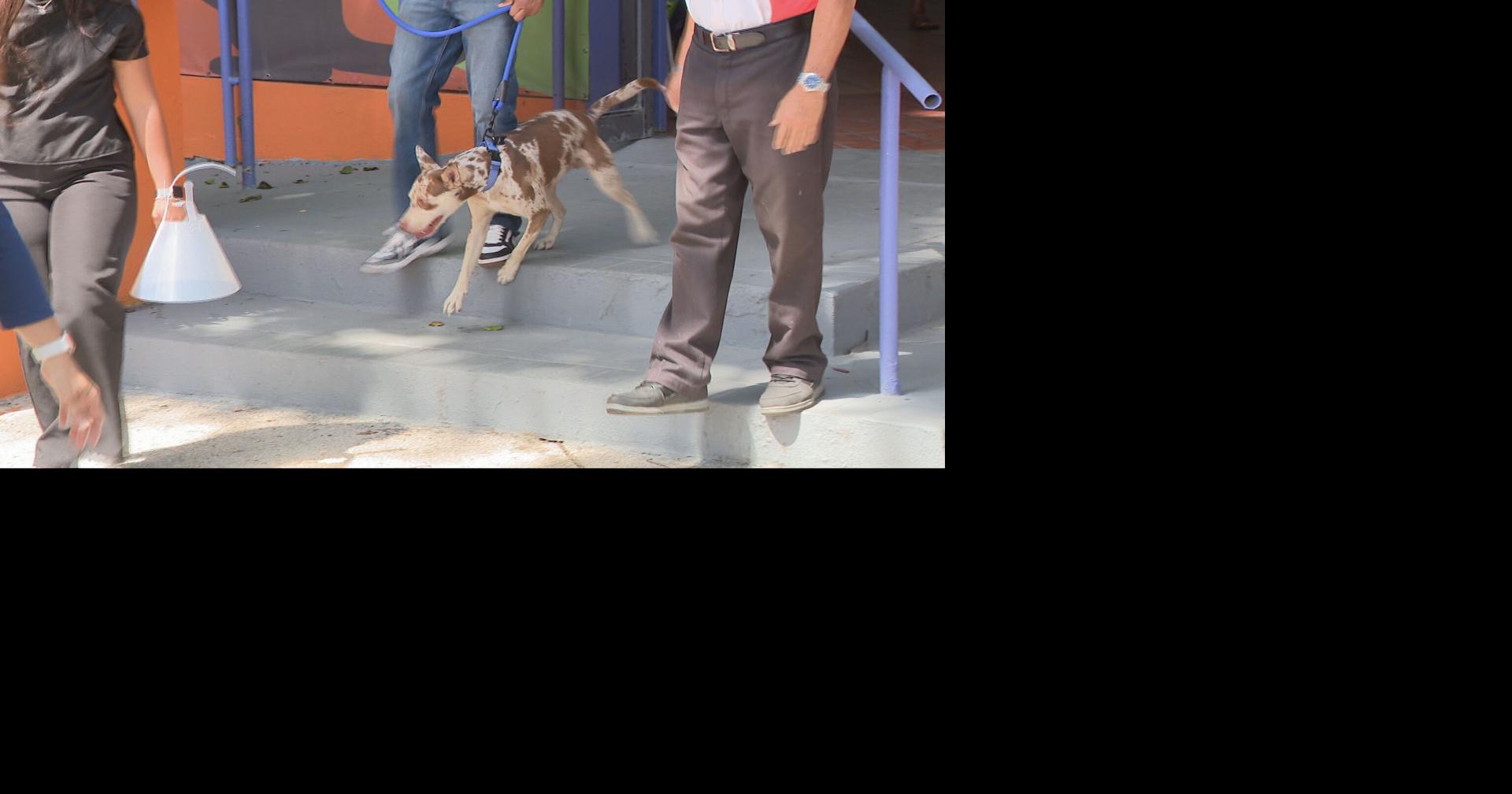 Pistacho, el perro que evitó la eutanasia, es trasladado a albergue en Jayuya para rehabilitación