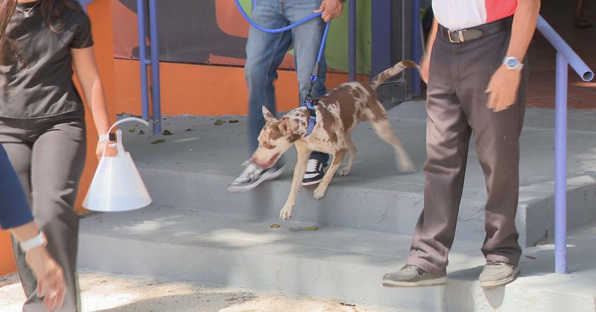 Pistacho, el perro que evitó la eutanasia, es trasladado a albergue en Jayuya para rehabilitación