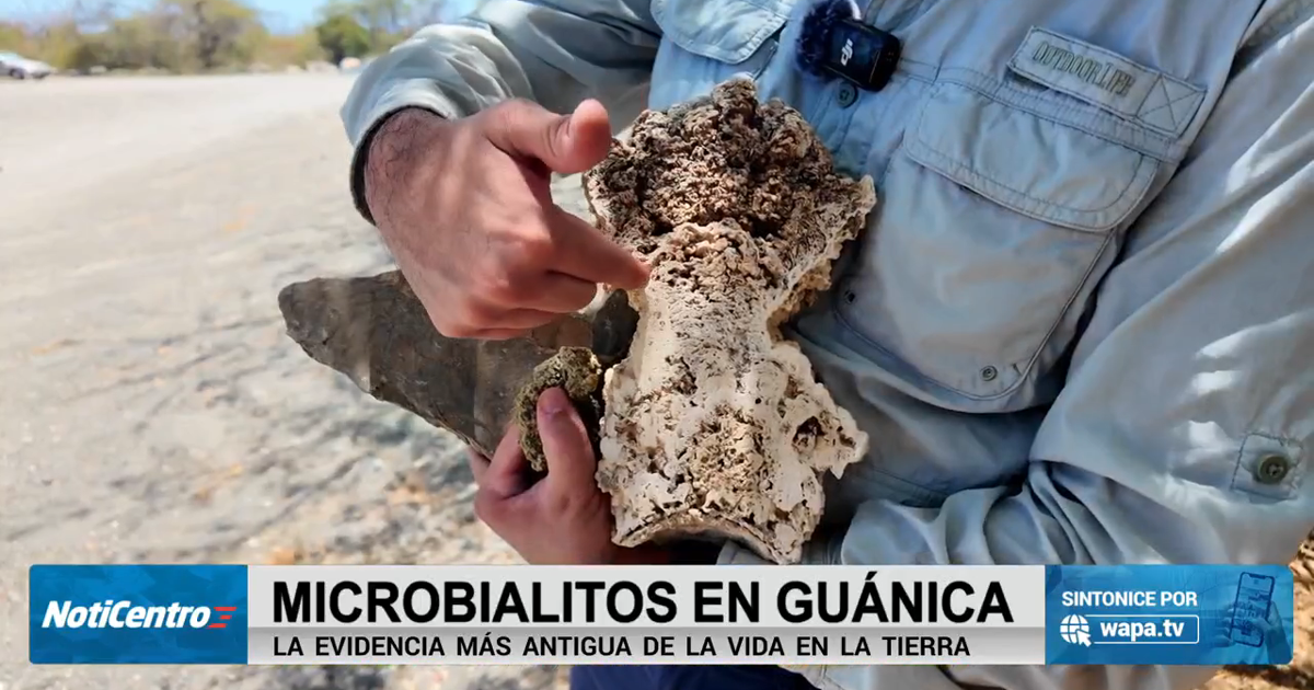 Descubren microbialitos en Guánica: los fósiles más antiguos de la Tierra hallados en PR