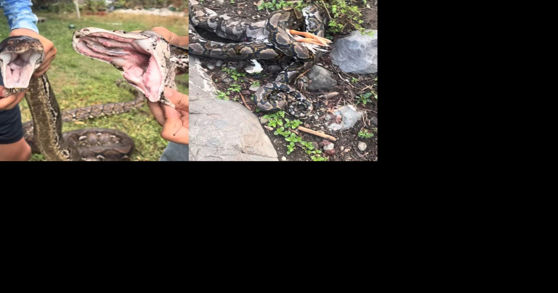 "Esto es una plaga" capturan ocho pitones reticuladas en solo una semana Locales wapa.tv