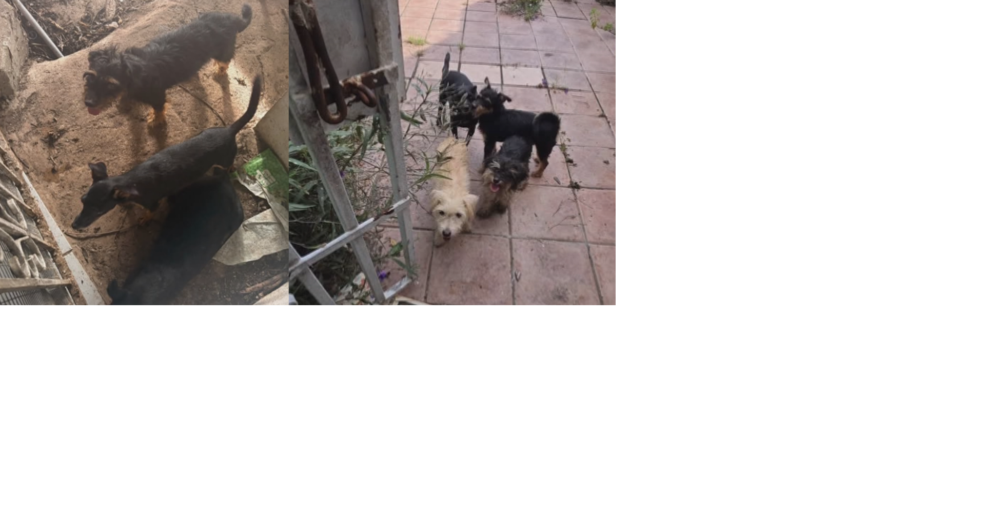 15 perros sin hogar tras muerte de su dueño en Carolina listos para adopción