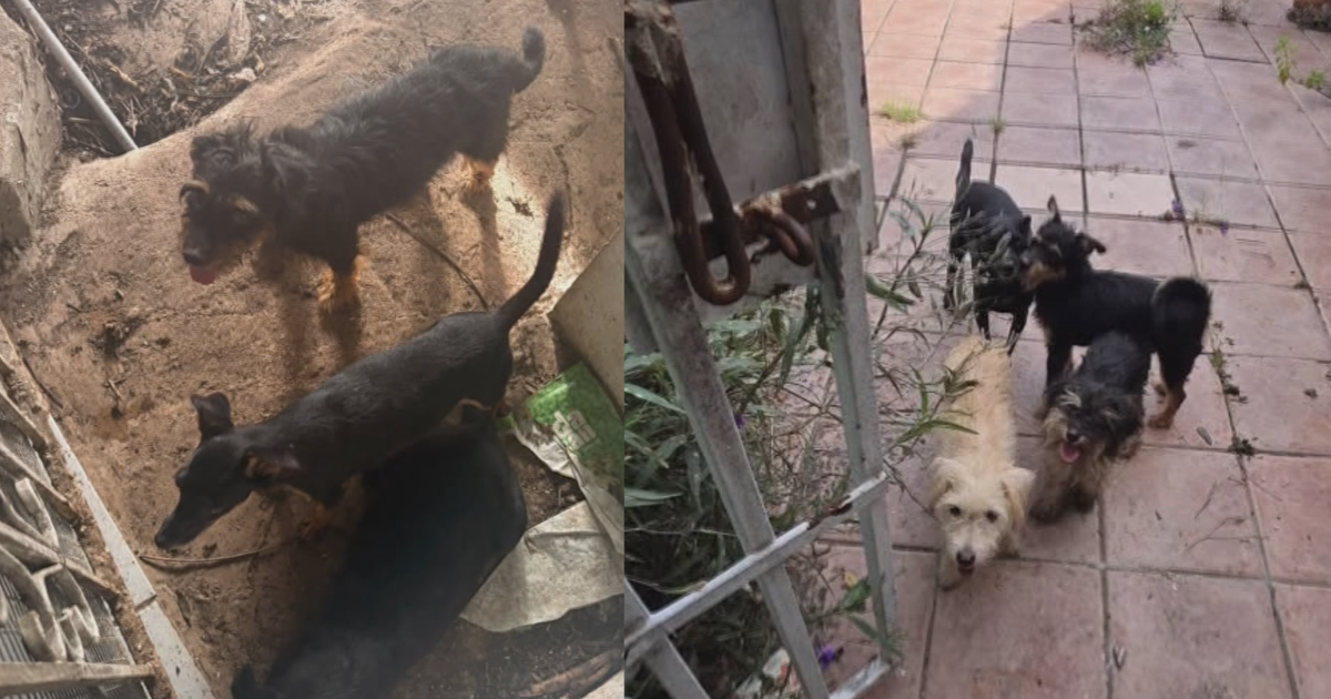 15 perros sin hogar tras muerte de su dueño en Carolina listos para adopción