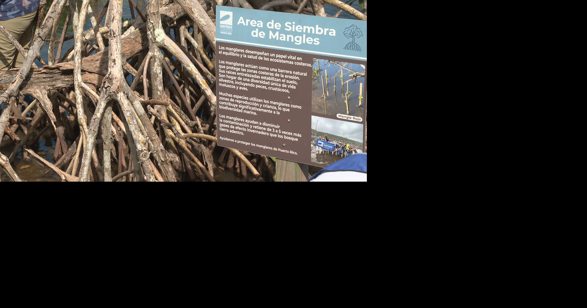 Fundación Surfrider siembra manglares en Arecibo para proteger ante eventos atmosféricos