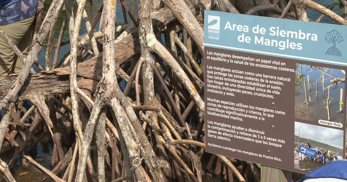 Fundación Surfrider siembra manglares en Arecibo para proteger ante eventos atmosféricos