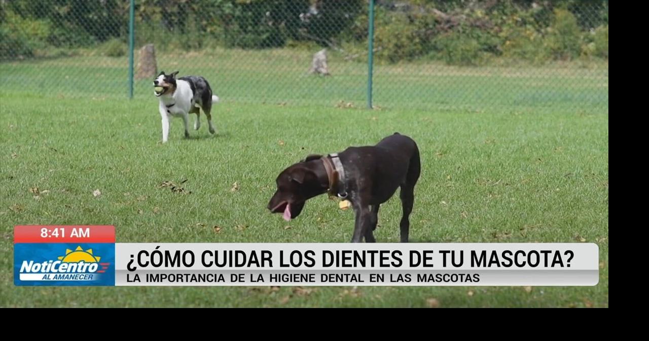 Veterinaria destaca importancia del cepillado dental en mascotas para prevenir enfermedades