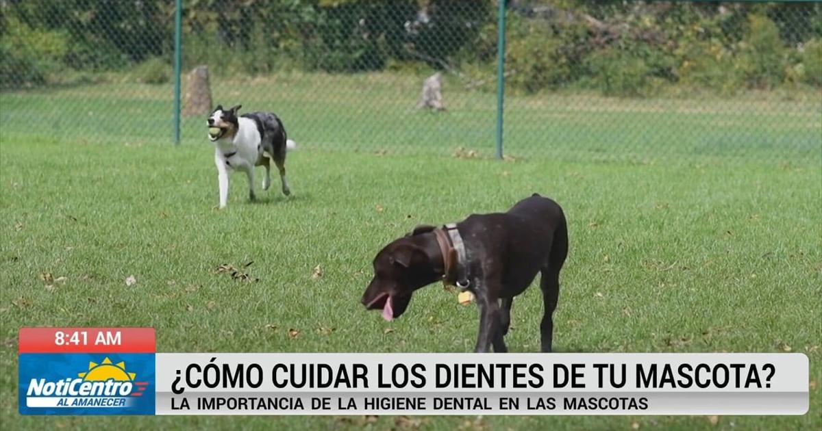 Veterinaria destaca importancia del cepillado dental en mascotas para prevenir enfermedades