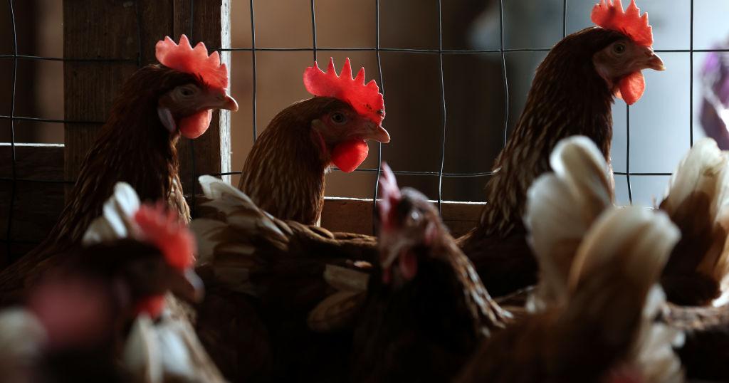 Agricultura confirma casos positivos de gripe aviar en Cabo Rojo y Lajas