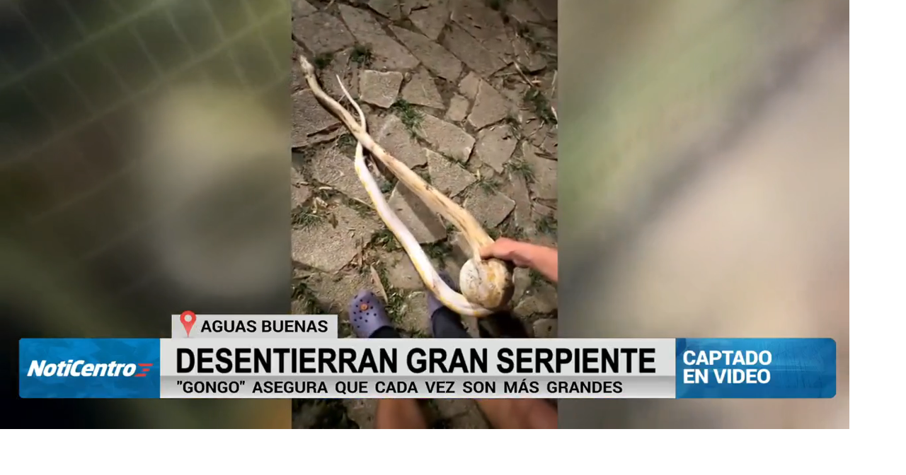 “Gongo” desentierra una enorme serpiente pitón reticulada en Aguas Buenas