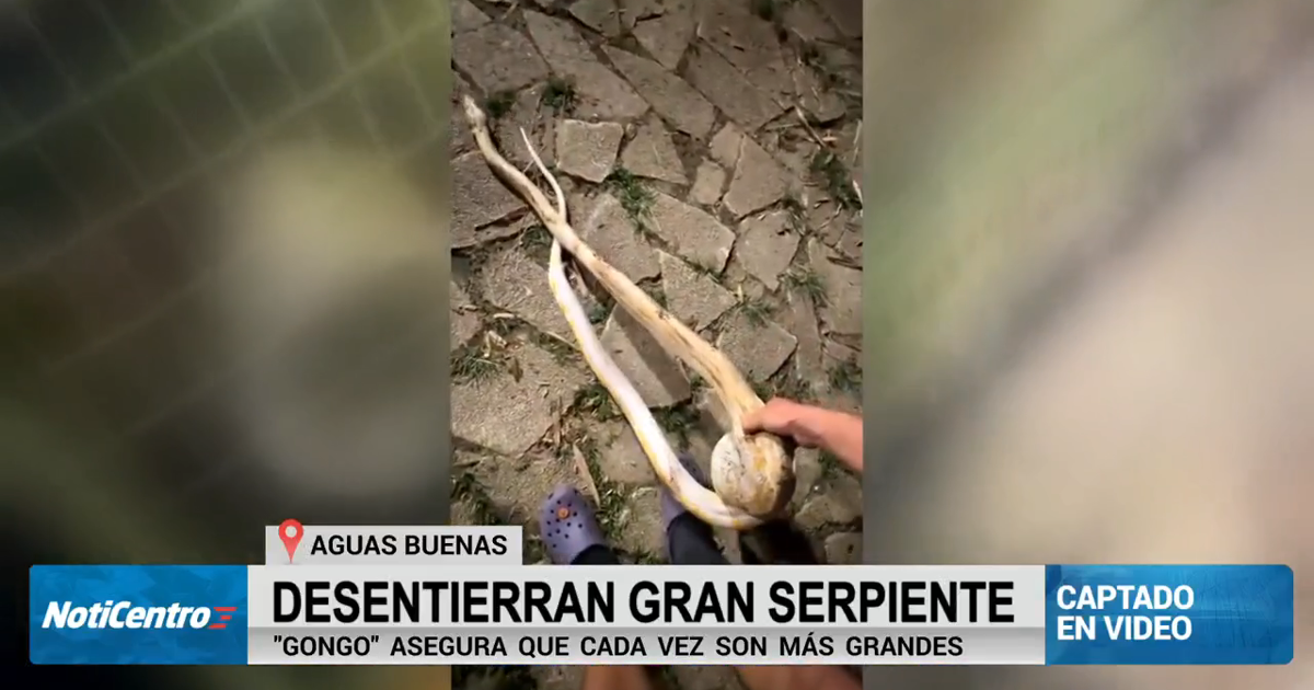 “Gongo” desentierra una enorme serpiente pitón reticulada en Aguas Buenas
